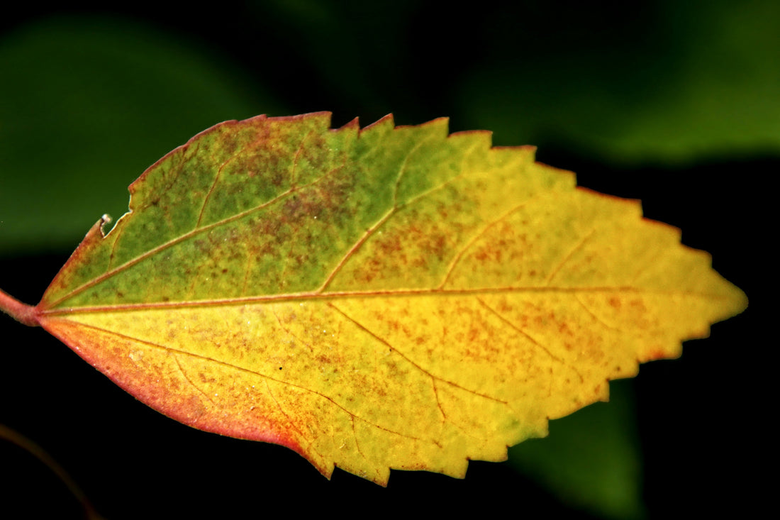 Common Nutrient Deficiencies After Bariatric Surgery (Complete Guide)